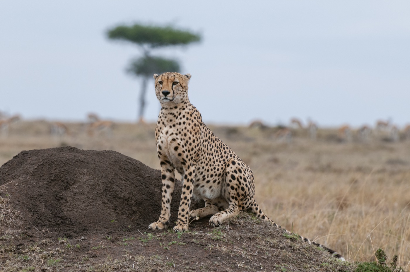 Cheetah in Tanzania