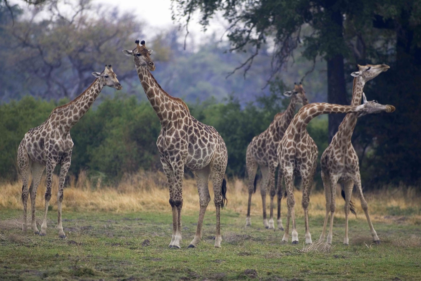 Serengeti
