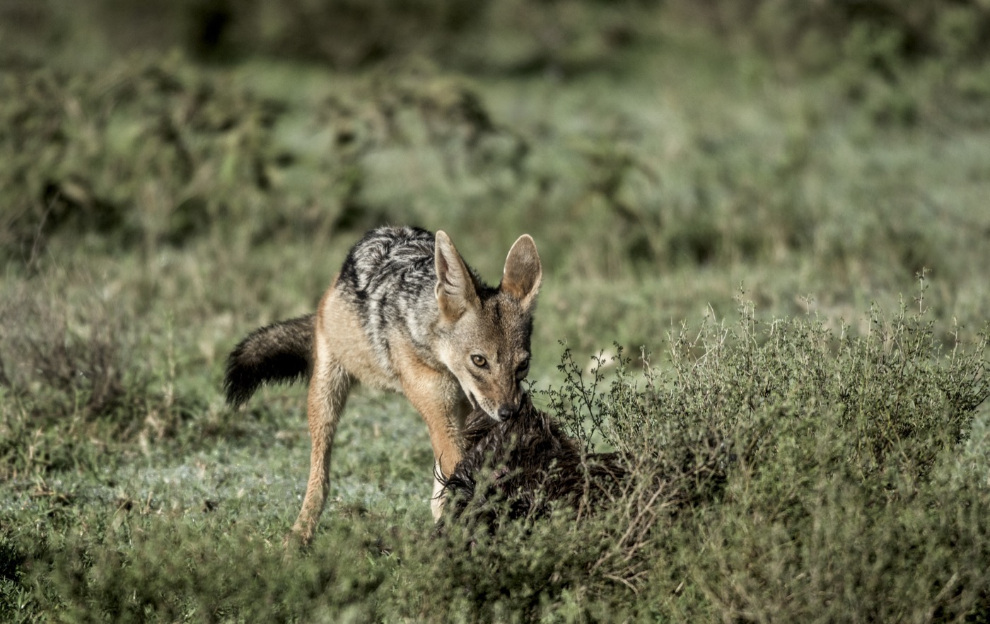 Walking Safari