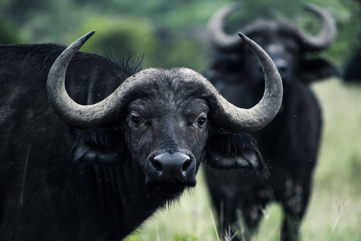 Ngorongoro Crater