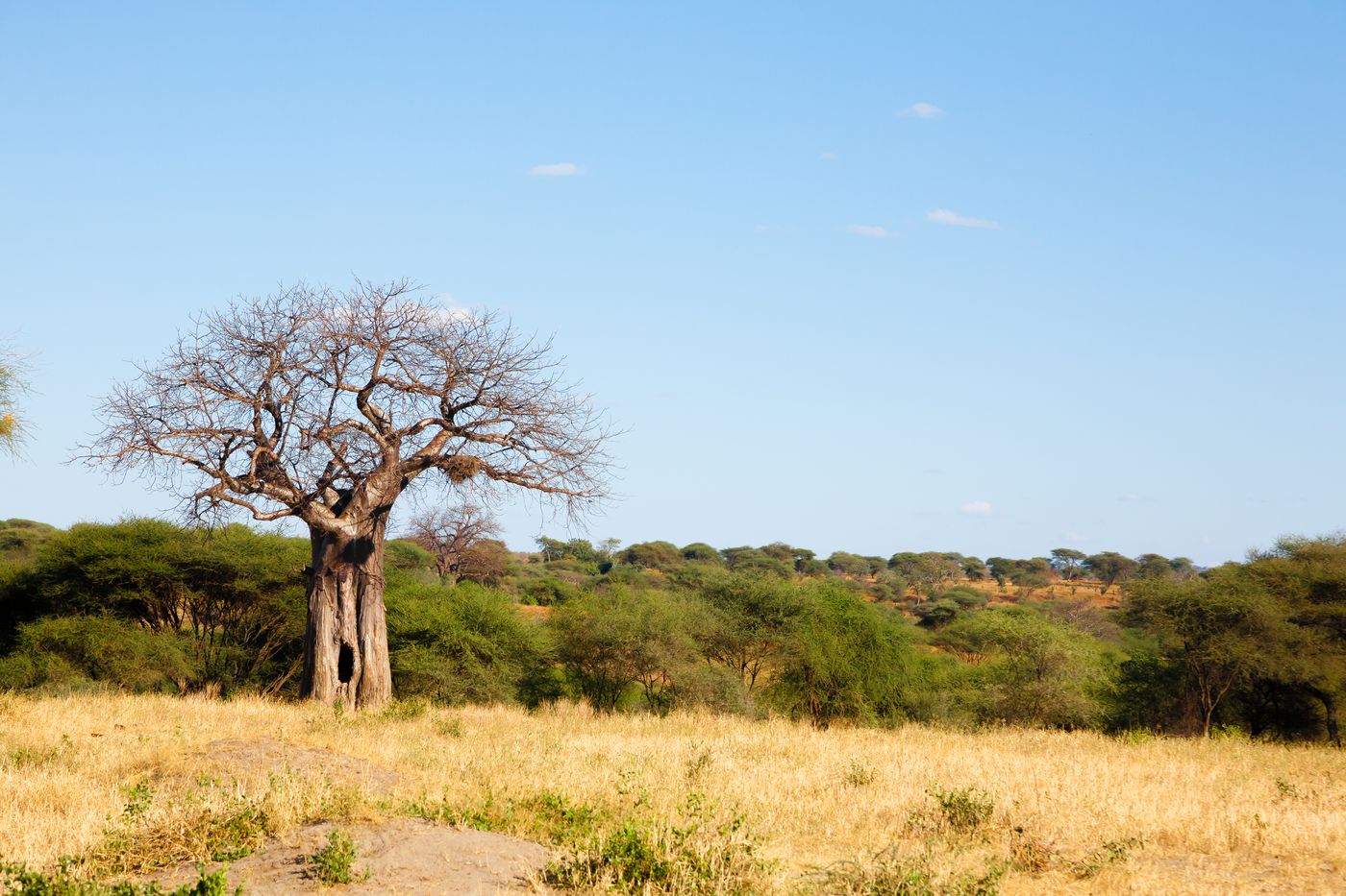 Tarangire National Park
