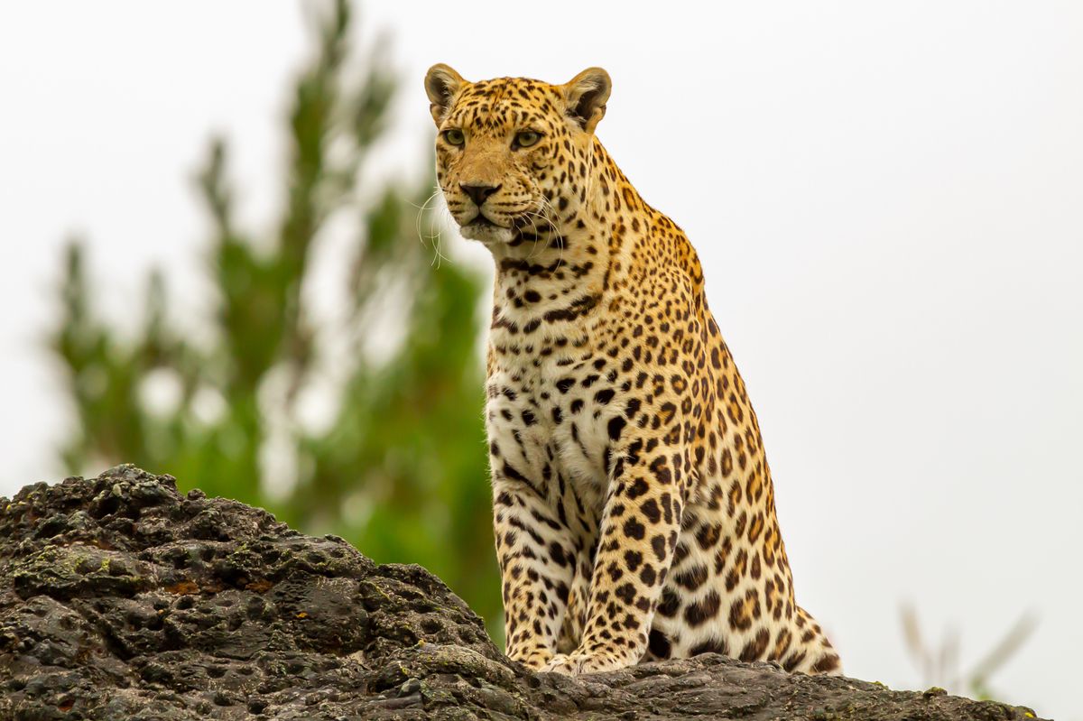 Elephants on safari — Jackal Adventures Tanzania